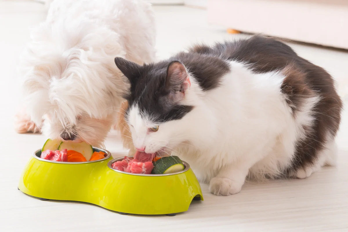 Understanding the Doggy DMI: A Vet's Guide to Your Dog's Wellness Score
