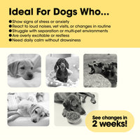 Pawsitive Powder - Calming & Stress Relief Support