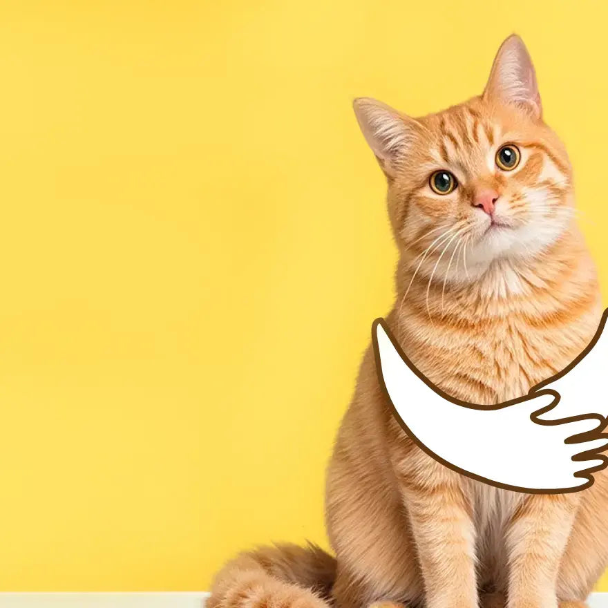 Ginger tabby cat sitting calmly on a yellow background