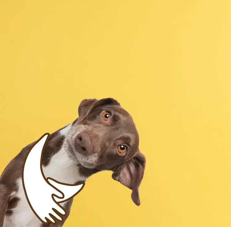Curious brown and white dog peeking over a ledge on a yellow background